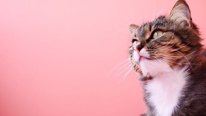 Hauskatze auf einem rosa Hintergrund