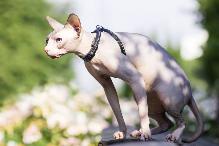 Kahle Katze auf einem Spaziergang.