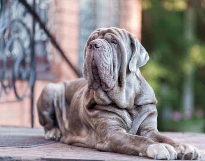 Der Neapolitanische Mastiff als Haushüter.