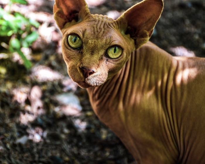 Kahle Katze mit grünen Augen.