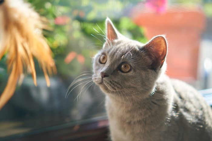 Britisch Katze schaut sich ein Spielzeug an