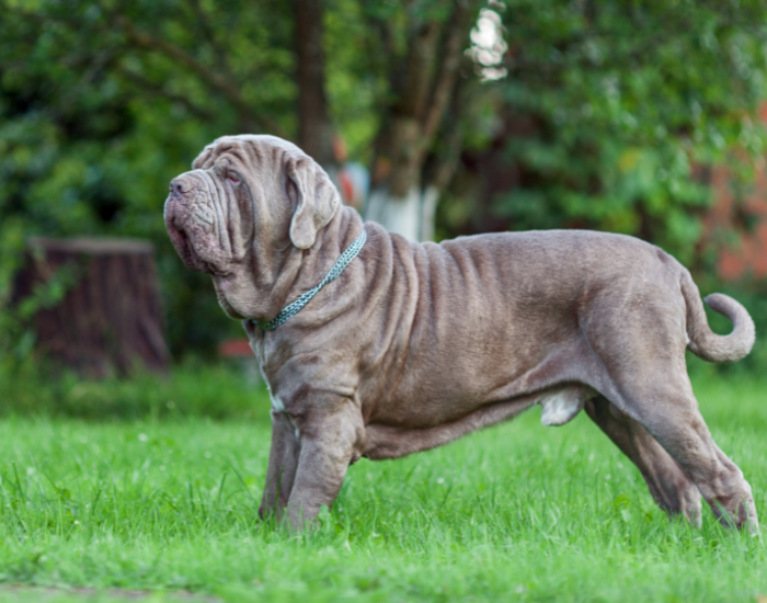 Modell der neapolitanischen Dogge.