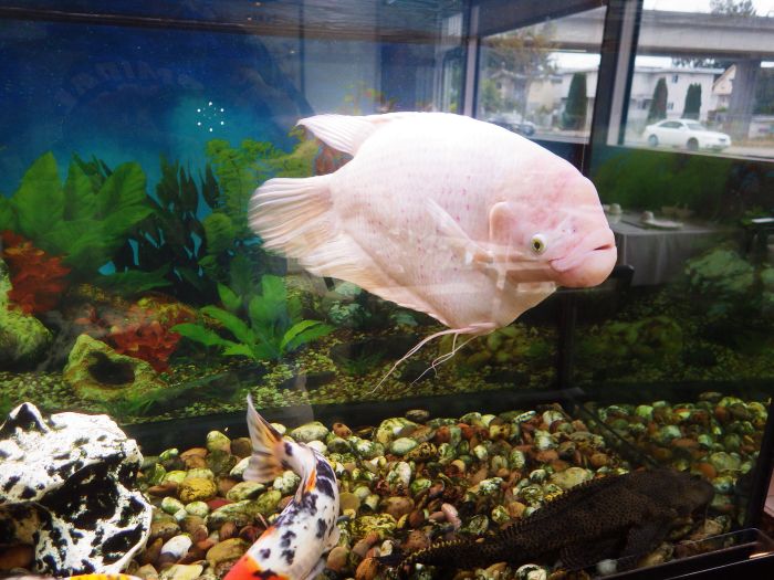 Piraya im Aquarium