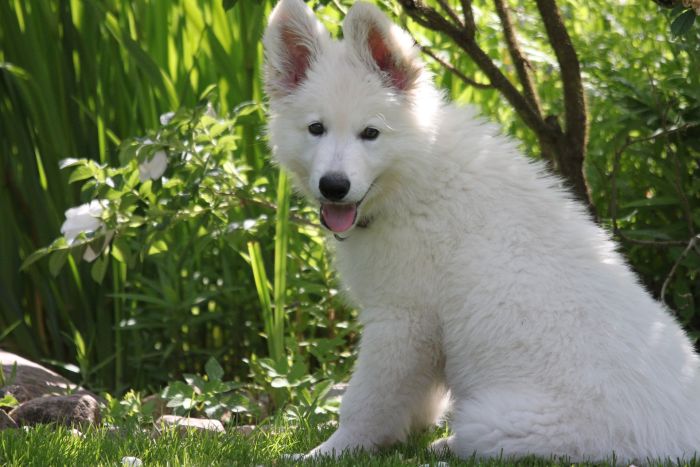 Schweizer Schäferhund Welpe