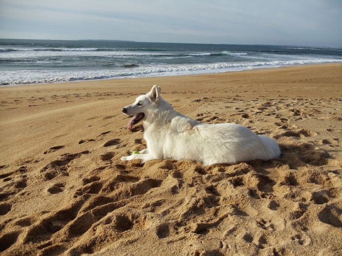 Schweizer Schäferhund am Strand