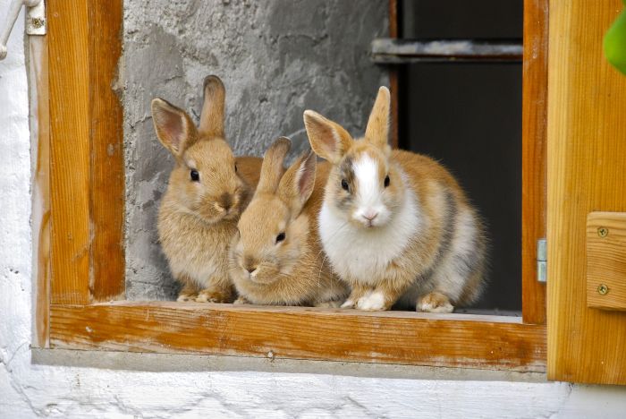 Drei Miniaturkaninchen.