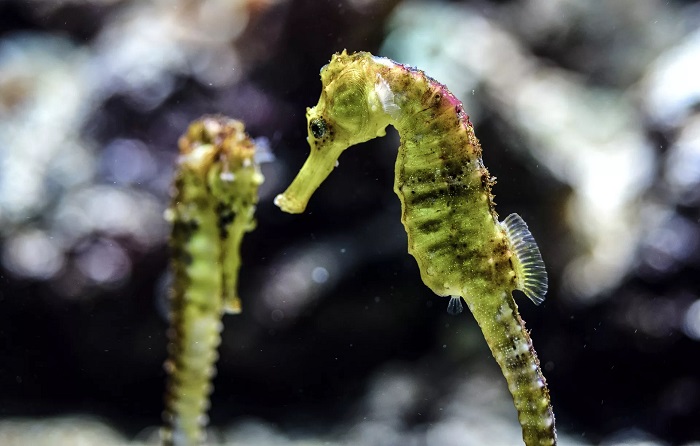Seepferdchen in einem Aquarium.