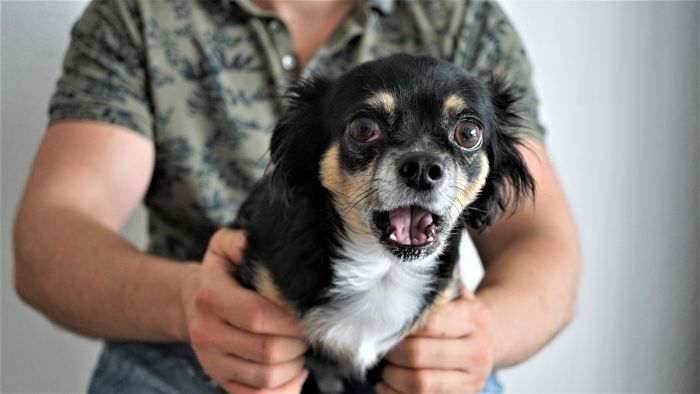 Hundepsychologe