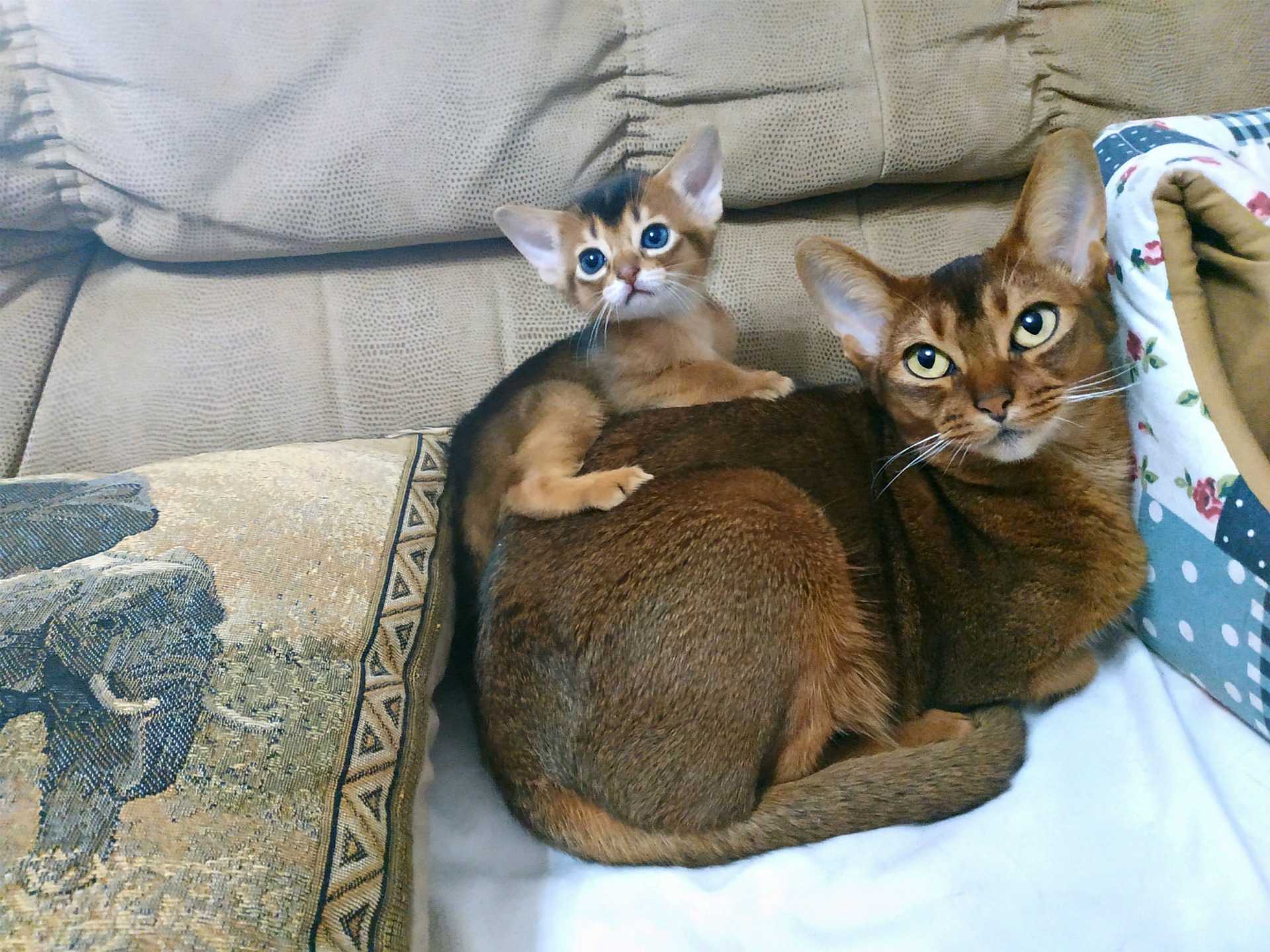 Abessinierkatzen gehören zur Gruppe der orientalischen Katzen. Sie sind sehr gesellig und neugierig.