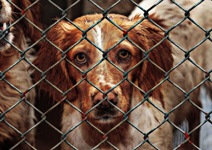 Hund im Tierheim