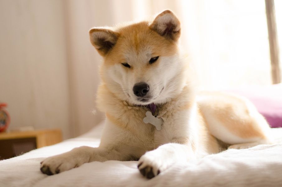 Junger Akita mit beiger Färbung