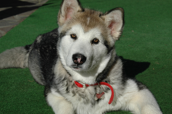 Alaskan Malamute Welpe.