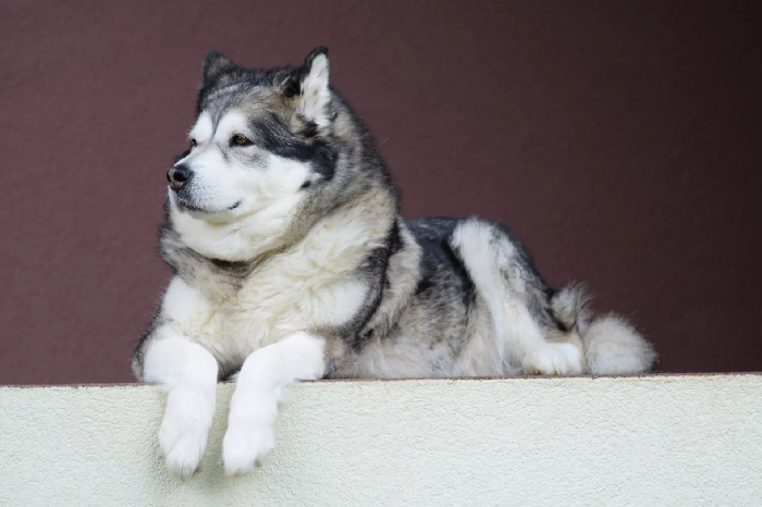 Erwachsener Alaskan Malamute.