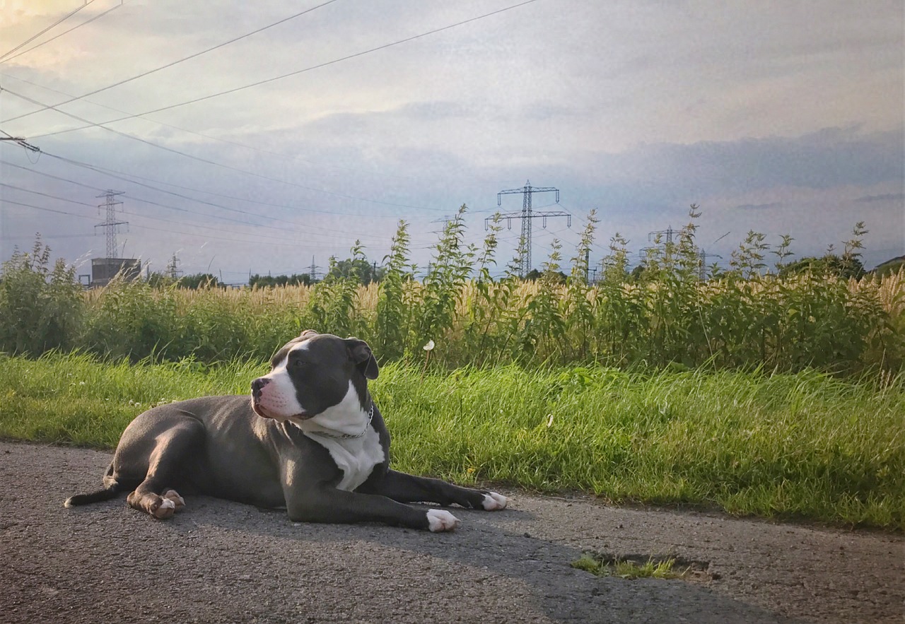 Der American Bully ist ein sehr neugieriger Hund. Er ist sehr neugierig und lädt zum Spielen ein, kann aber auch übermäßig stur sein und unter Trennungsangst leiden - daher ist eine konsequente Erziehung von Welpen an sehr wichtig.