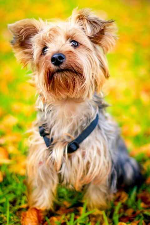 York im vollen Mantel. Ein gepflegtes Fell ist der Stolz der Yorkies, es ist weich und fließend.