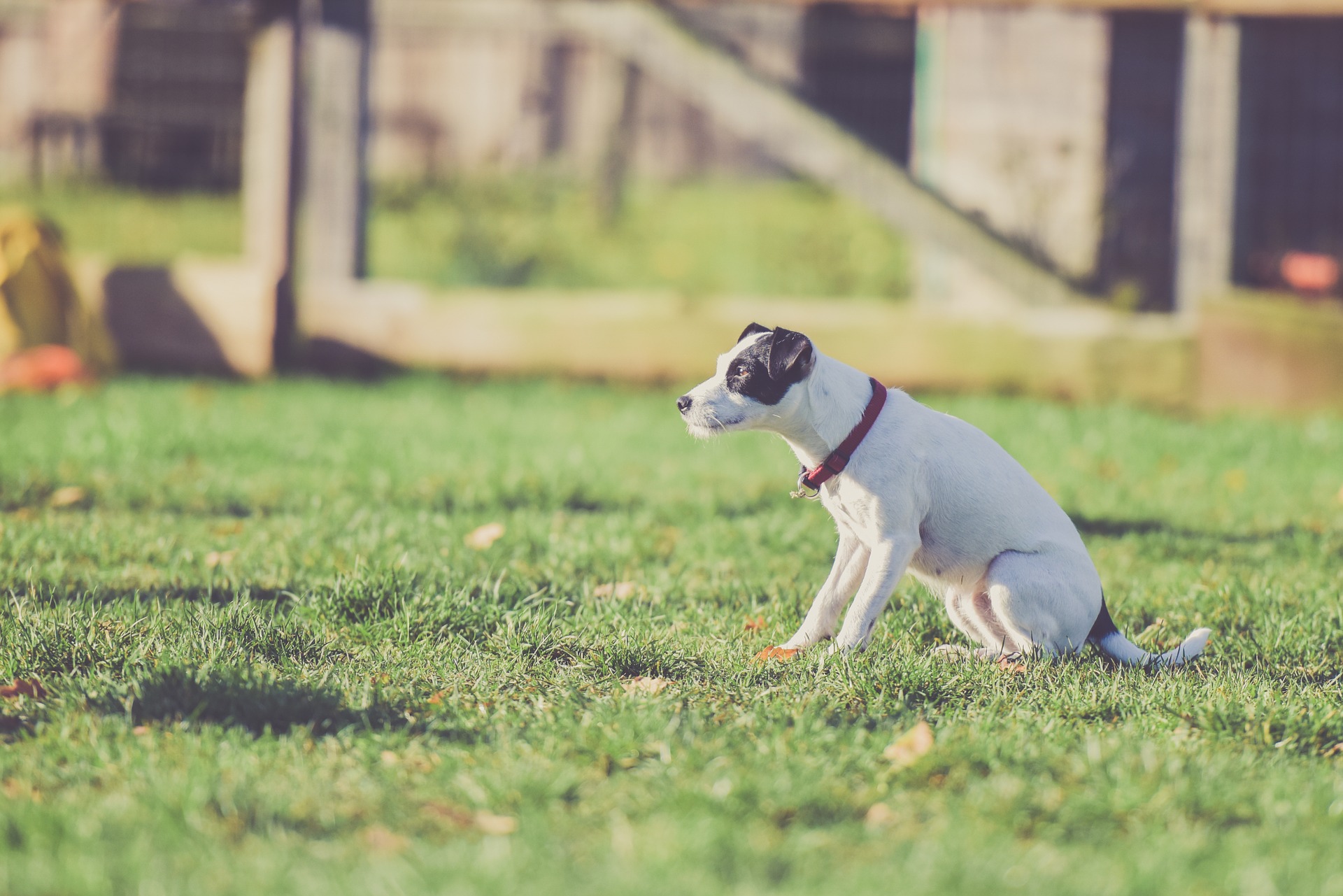 Es ist ein Fehler zu glauben, dass ein Halfter eine Schnauze ersetzen kann, da die Schlaufe an der Basis des Mundes verläuft und die Möglichkeit des Öffnens nicht einschränkt. Die Meinung, dass ein Halfter ein Ersatz für ein Halsband ist, ist ebenfalls falsch.