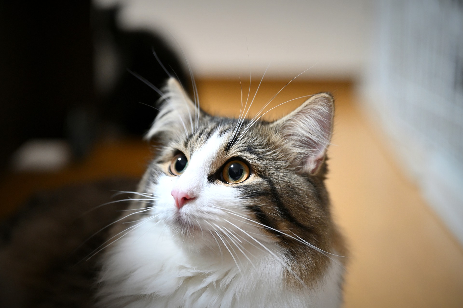 Norwegische Waldkatzen haben ein hundeähnliches Wesen. Sie sind ideal für Spaziergänge, werden an der Leine geführt, apportieren gerne und lernen Tricks.