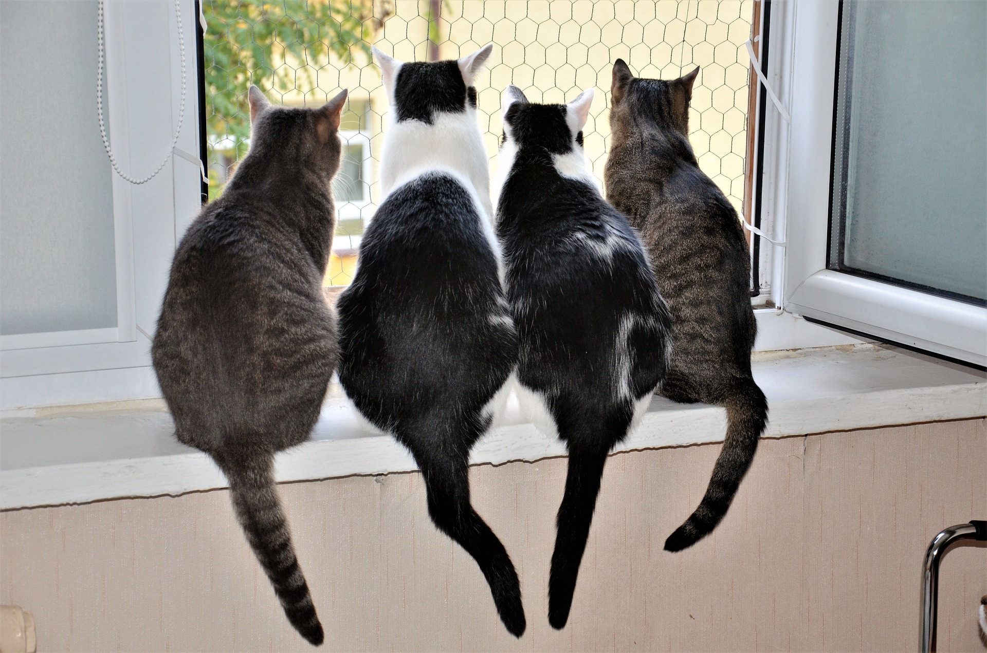 Das Lymphom ist ein Krebs, der verschiedene Organe der Katze befallen kann, und die Symptome hängen davon ab. Das Lymphom bei der Katze kann nicht geheilt werden, aber es ist möglich, den Befall zu verlangsamen, aber eine schnelle und richtige Diagnose ist wichtig.