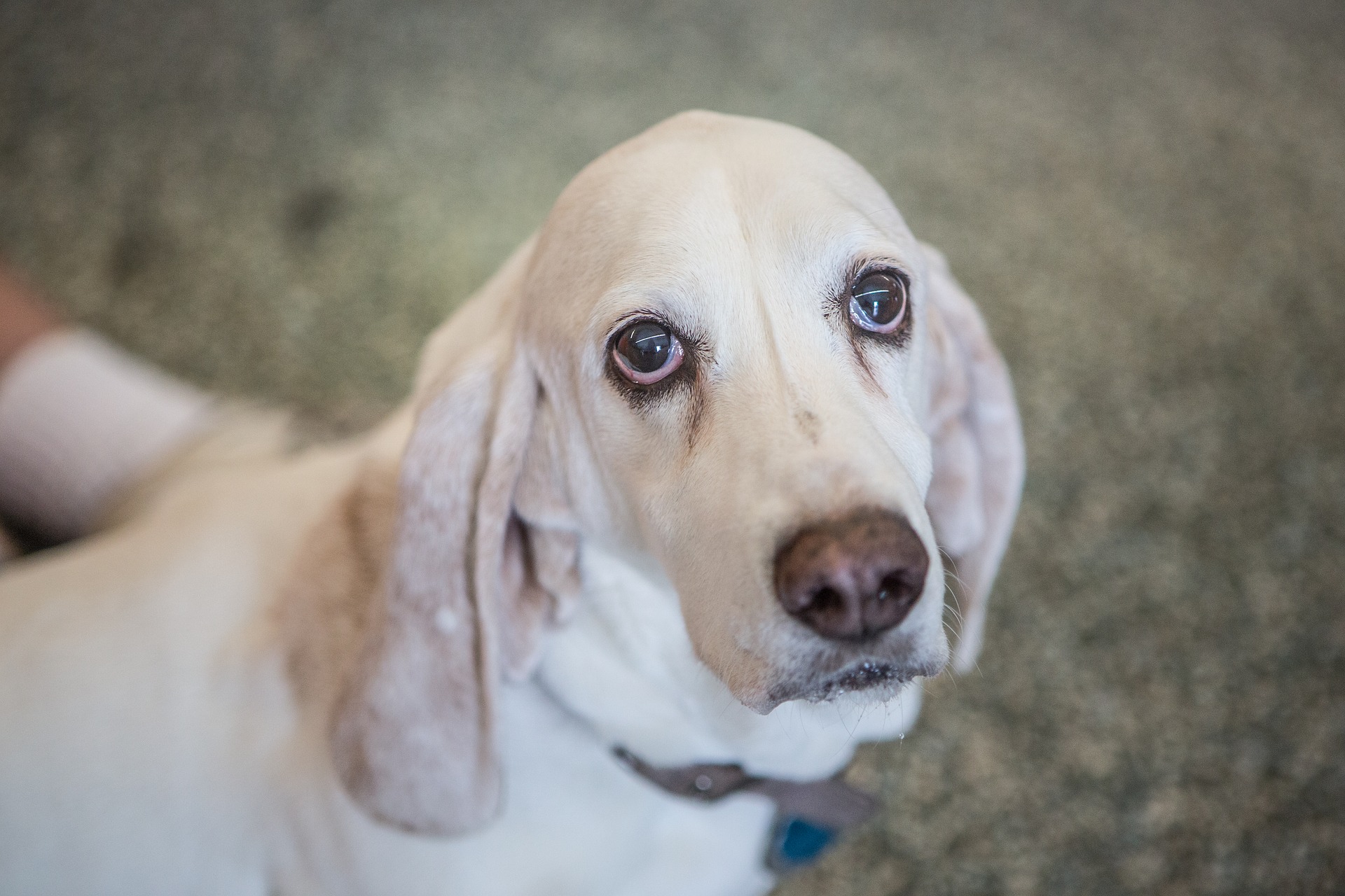 Der Basset wurde im Mittelalter von französischen Mönchen gezüchtet. Er gilt als eine englische Rasse.