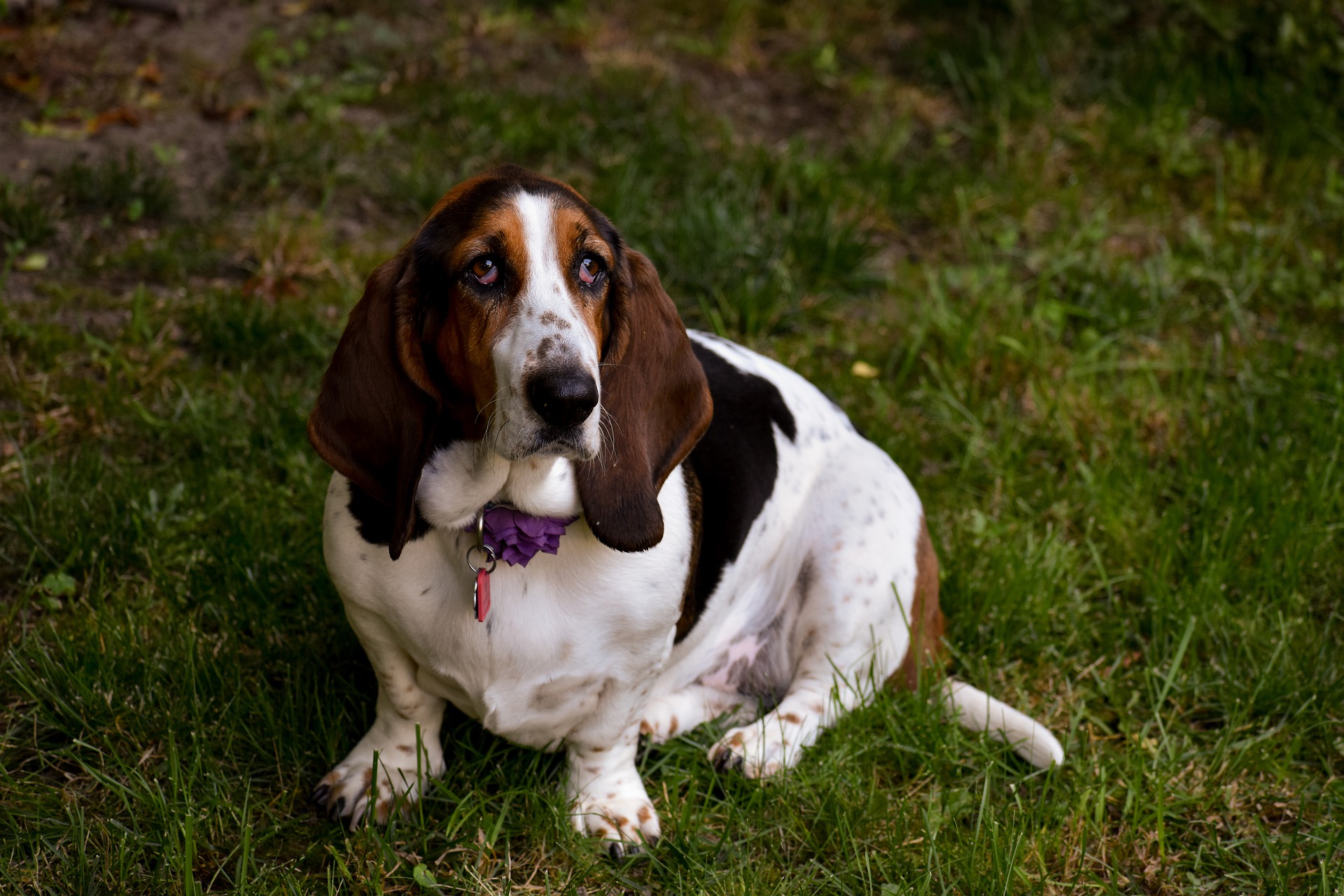 Bassets haben als Jagdhunde einen sehr empfindlichen Geruchssinn und einen ausgeprägten Fährteninstinkt. Sie neigen zu übermäßiger Gewichtszunahme, daher ist eine angemessene Ernährung wichtig, da Übergewicht das Auftreten von Dysplasie und Erkrankungen des Bewegungsapparats fördert.