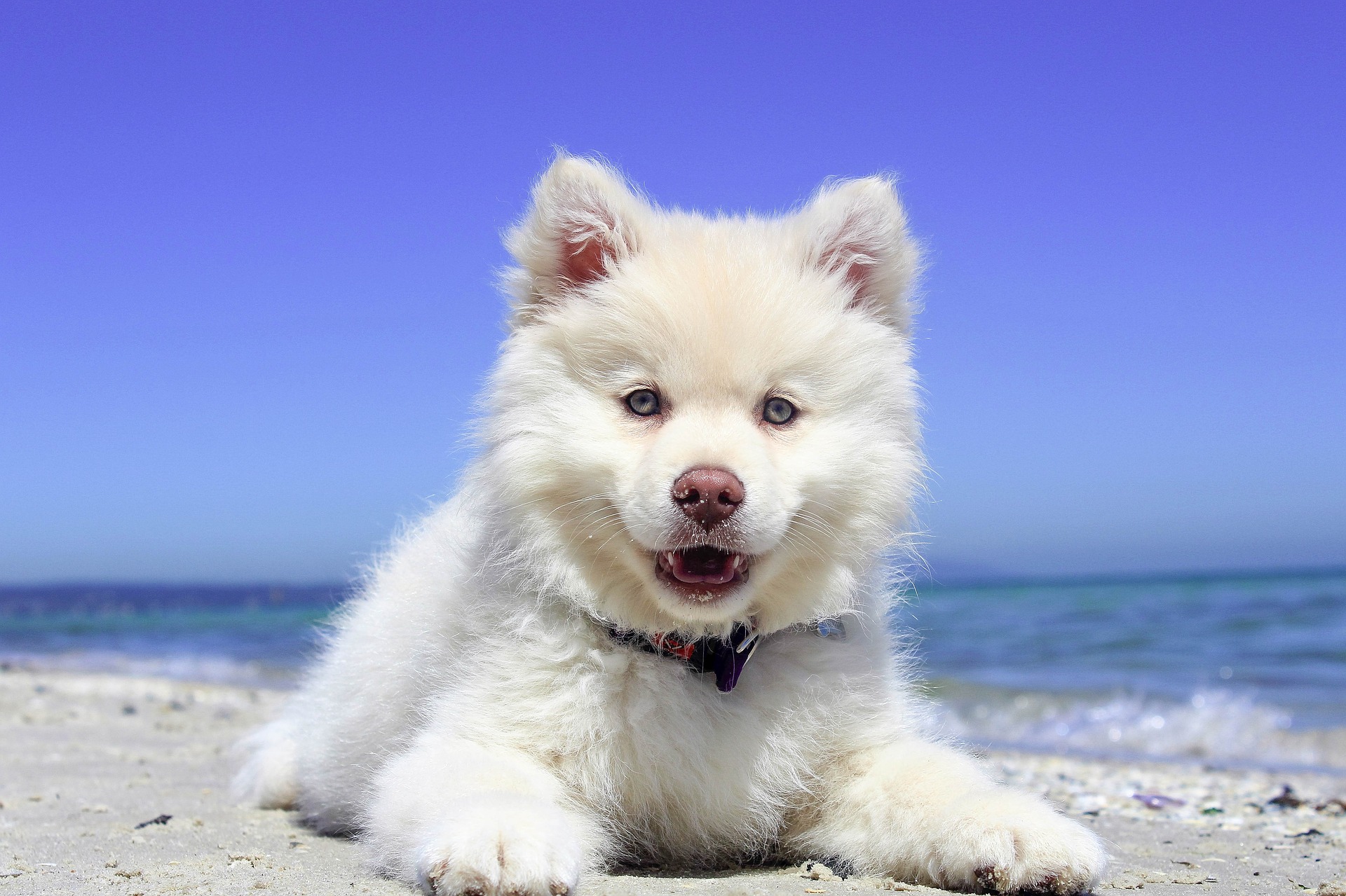 Wenn Sie mit Ihrem Hund in den Urlaub fahren, sollten Sie ihm eine Babyausstattung vorbereiten, ihn impfen und für eine sichere Reise sorgen.