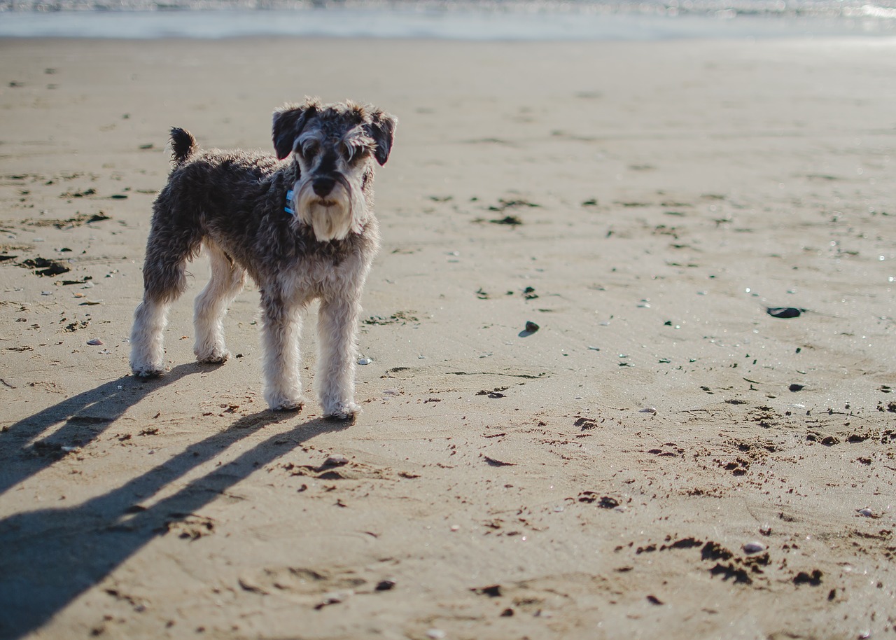 Erwachsener Schnauzer am Strand. Er hat einen Schwanz kopiert.