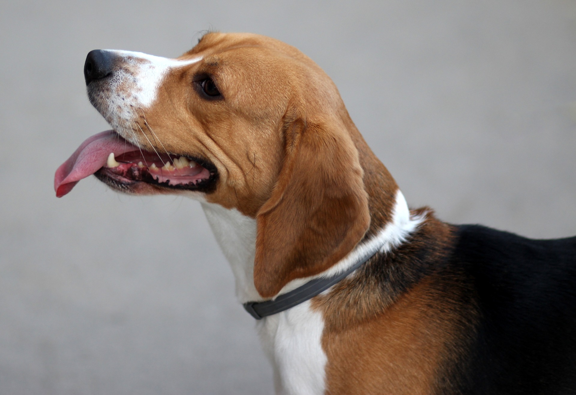 Die sehr lebhaften und verspielten Beagle neigen dazu, wegzulaufen, wenn sie etwas Interessantes wittern. Es handelt sich um eine Rasse, die viel Engagement seitens des Pflegers erfordert.
