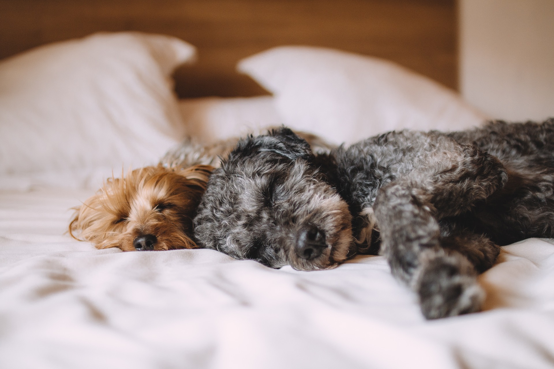 Blasenentzündungen bei Hunden können plötzlich auftreten. Häufiger Aufenthalt im Freien, hohe Luftfeuchtigkeit und kaltes Wetter begünstigen das Auftreten dieser Erkrankung.