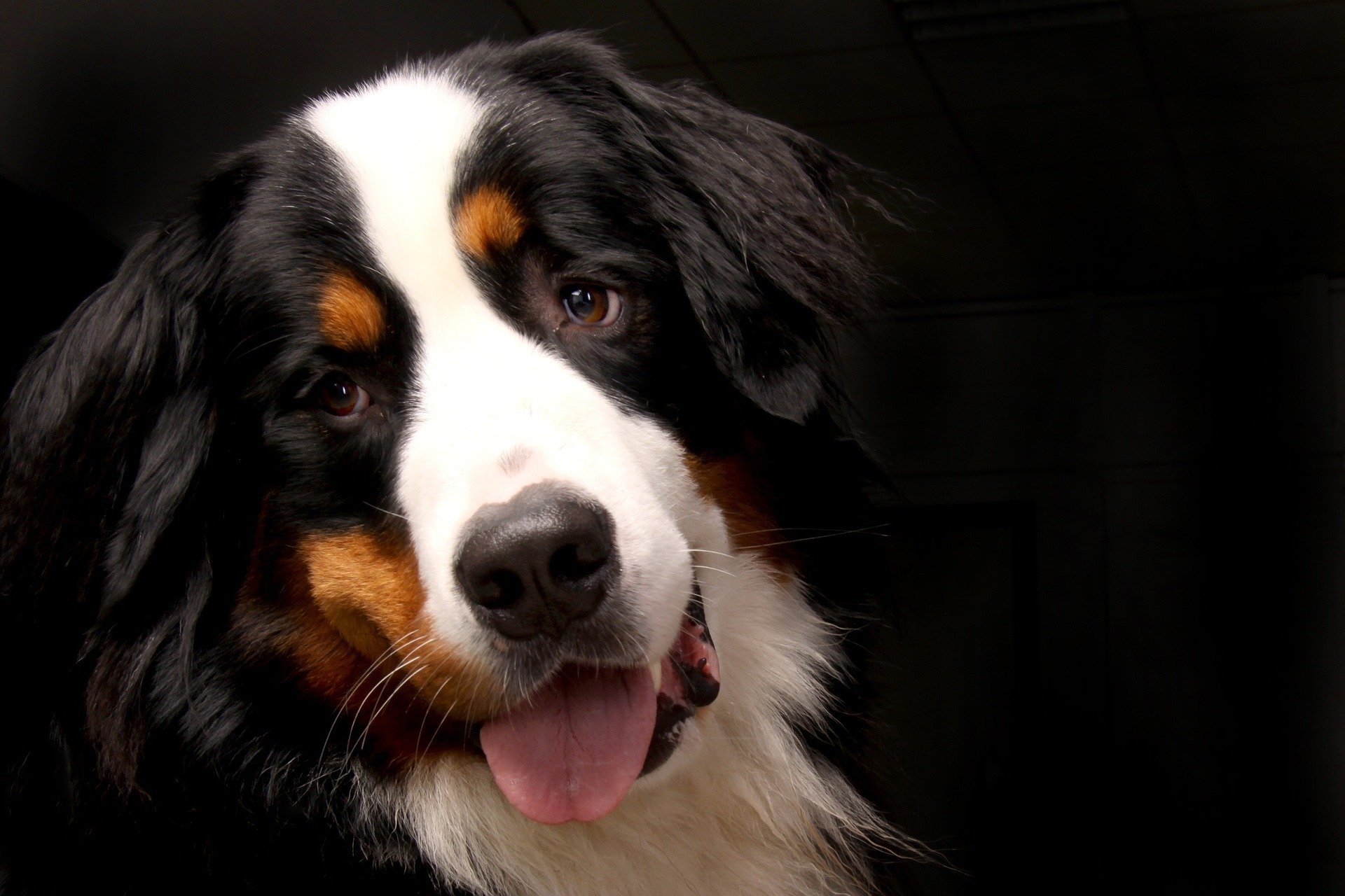 Der Berner Sennenhund gehört zu den großen Hunderassen. Er hat ein wunderschönes dreifarbiges Fell - weiß, schwarz und braun bilden eine unverwechselbare Kombination.