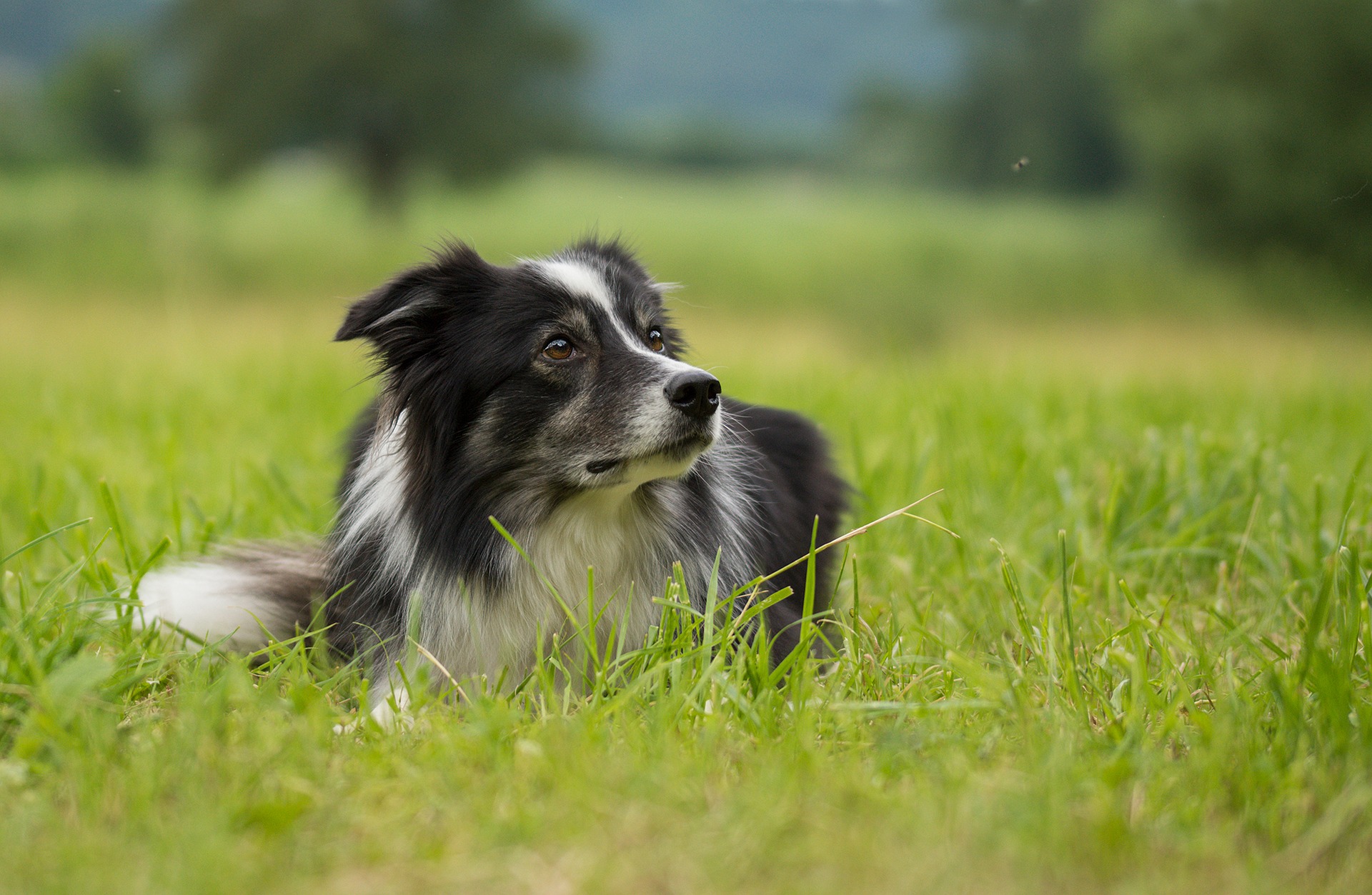 Um Ihren Hund vor Mückenstichen zu schützen, sollten Sie ihn mit speziellen Tropfen, Halsbändern und Moskitonetzen in den Fenstern schützen.