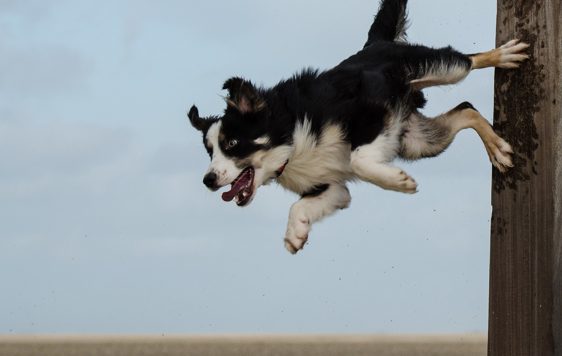 Arthritis bei Hunden ist sehr schmerzhaft und hat viele Komplikationen, sowohl im Leben des Hundes als auch seines Hundeführers.
