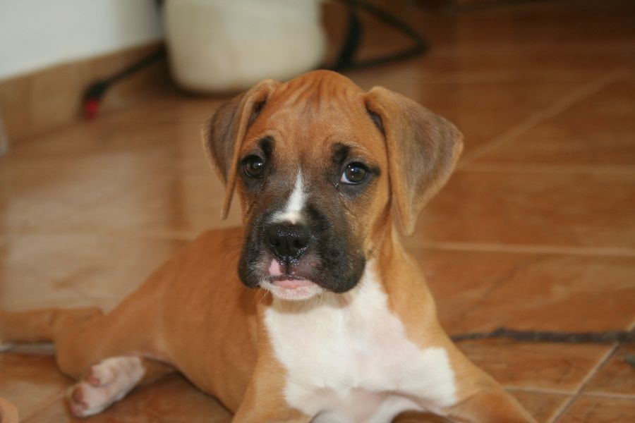 "Der Boxerwelpe hat bereits die charakteristischen langen Hüften und die kurze Schnauze.