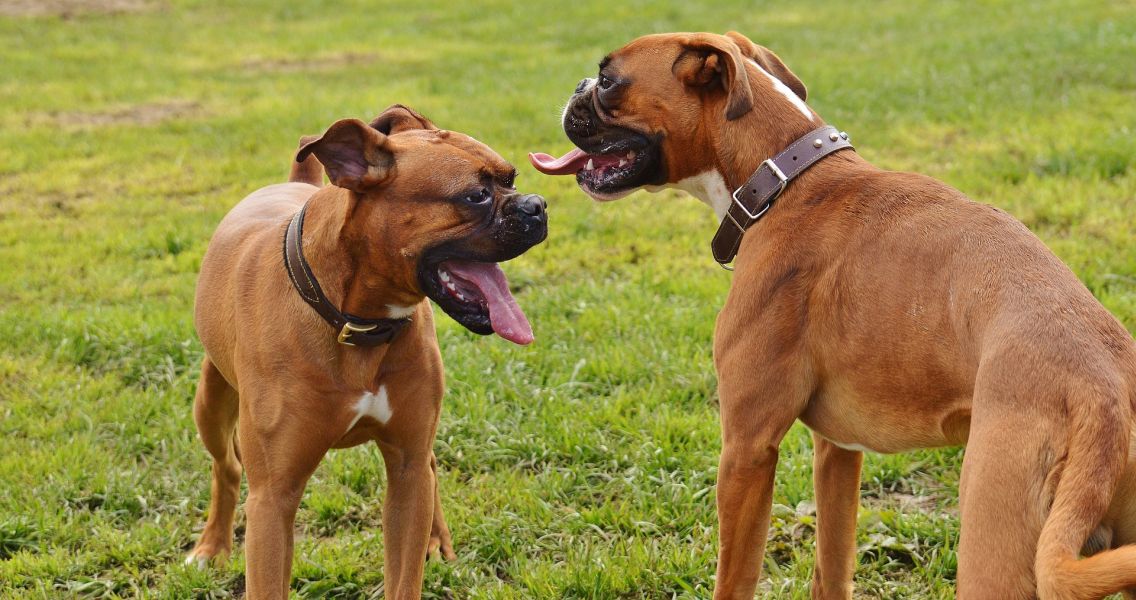 Zwei Boxer beim Spiel draußen
