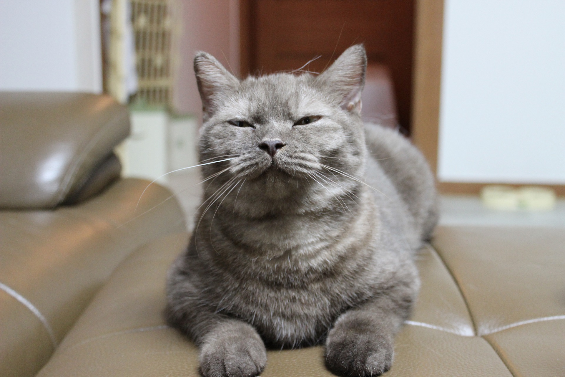 Hauskatzen zum Beispiel bevorzugen eindeutig proteinreiches und tierisches Fett. Dies sind Substanzen, die für ihre Gesundheit von zentraler Bedeutung sind.