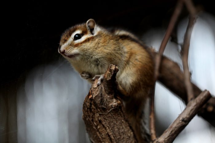 Chipmunk auf einem Ast.