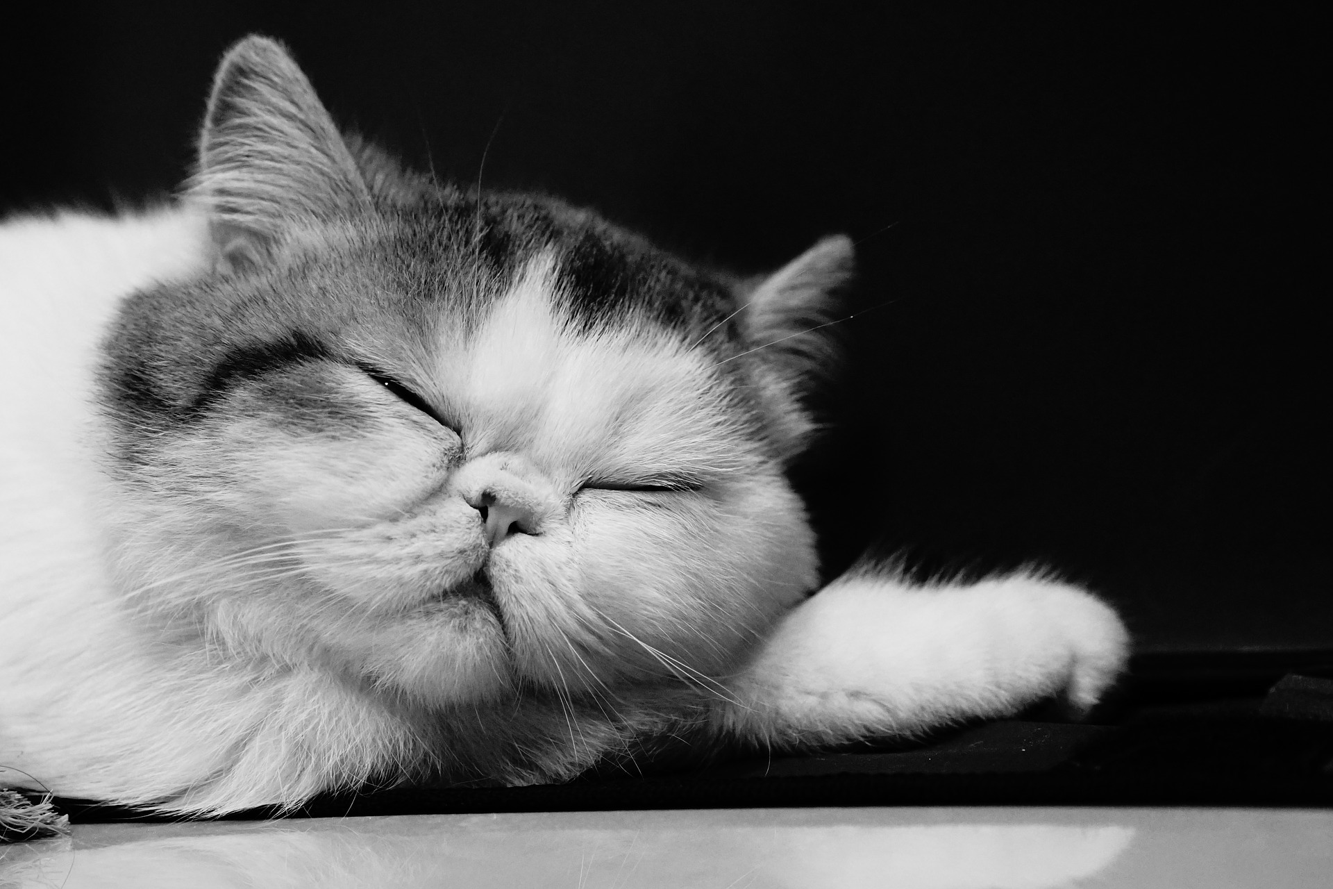Exotische Katzen erfordern häufige Besuche bei Tierärzten. Die Pflege der Augen, Ohren und der Nase sollte ebenfalls zur täglichen Routine werden.