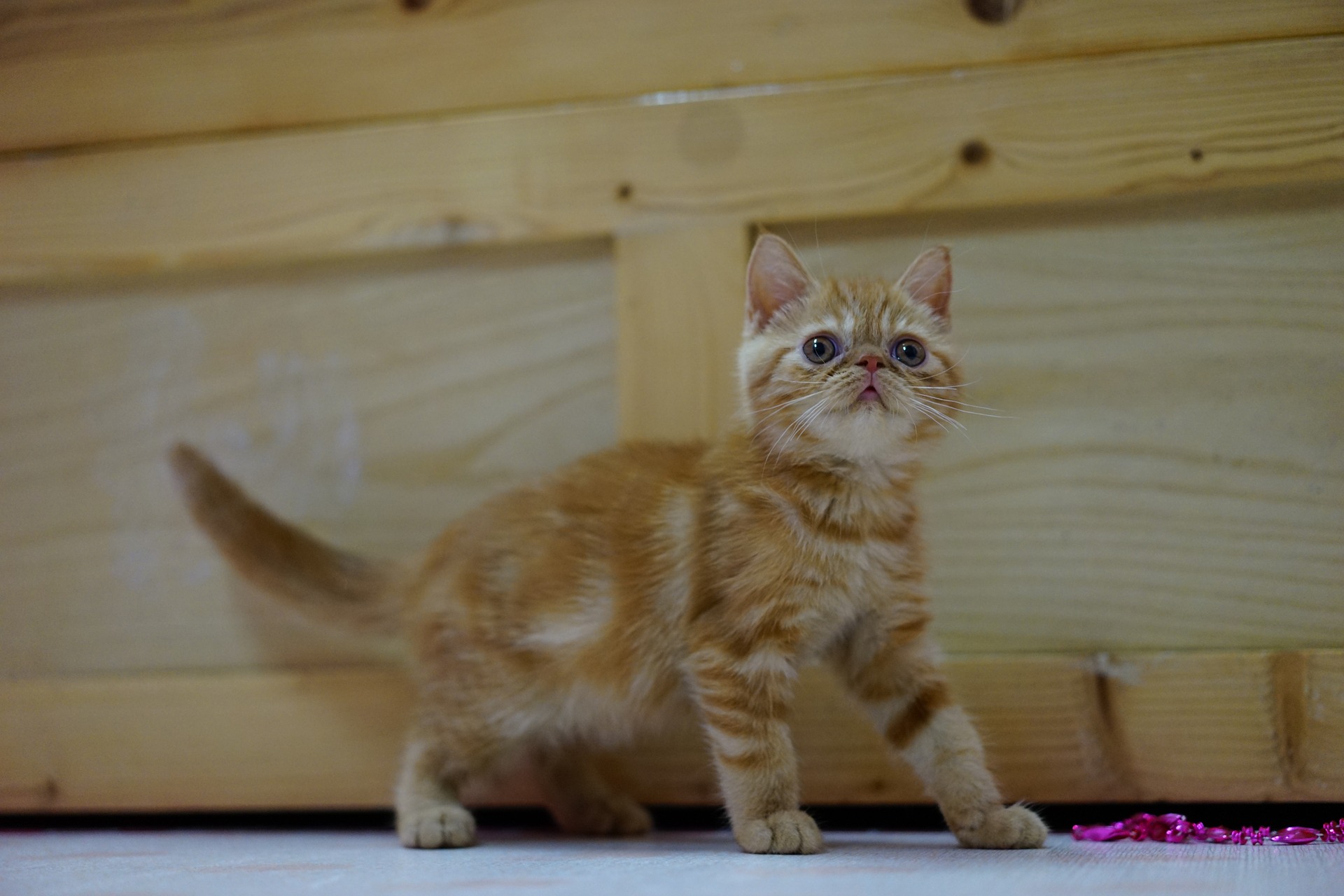 Die Disposition exotischer Katzen ist sanft und freundlich. Wie bei jeder Katze sollten sie jedoch in der Lage sein, die Bedürfnisse ihrer Spezies zu erfüllen.