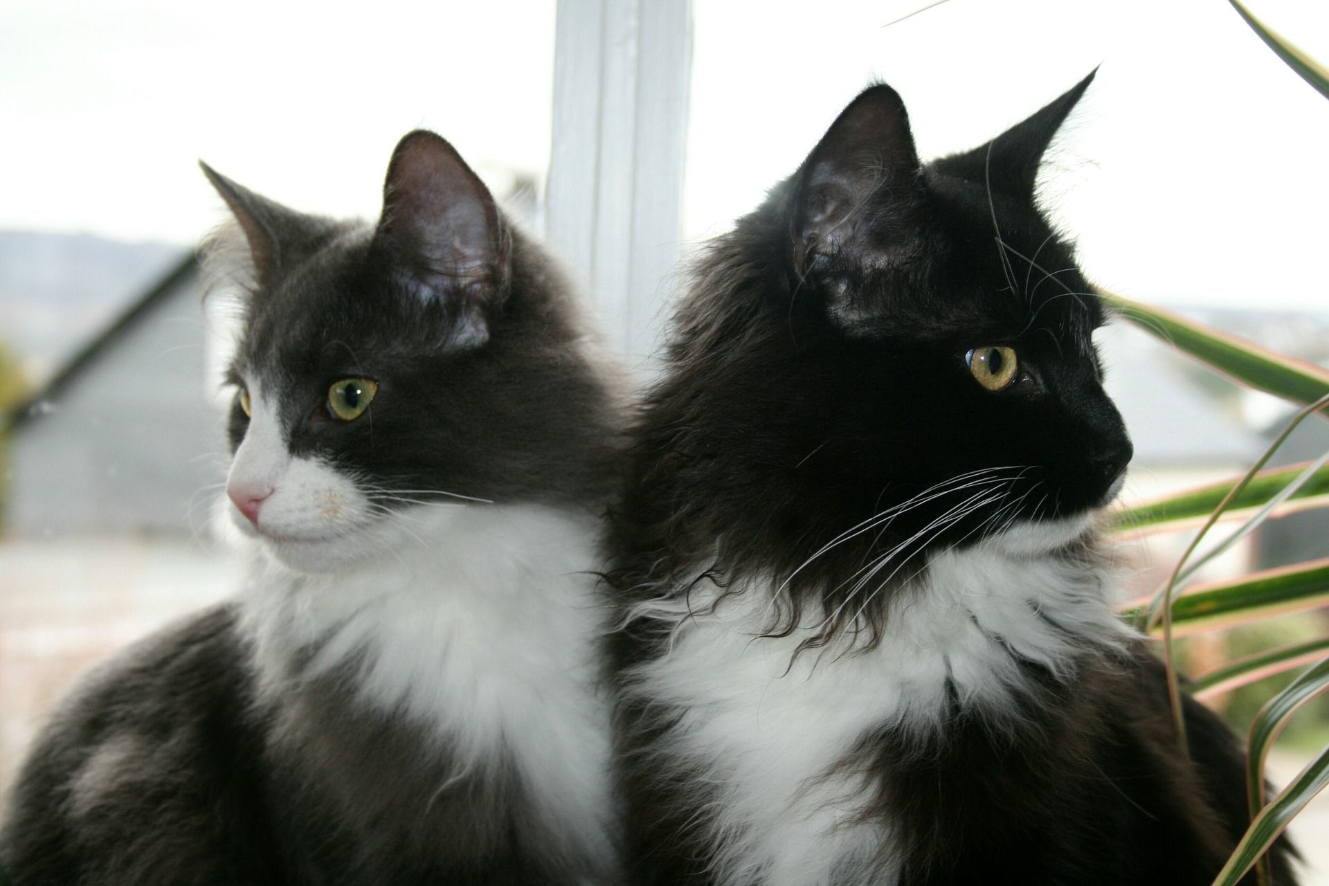 Die Norwegische Waldkatze ist die Nationalrasse Norwegens.