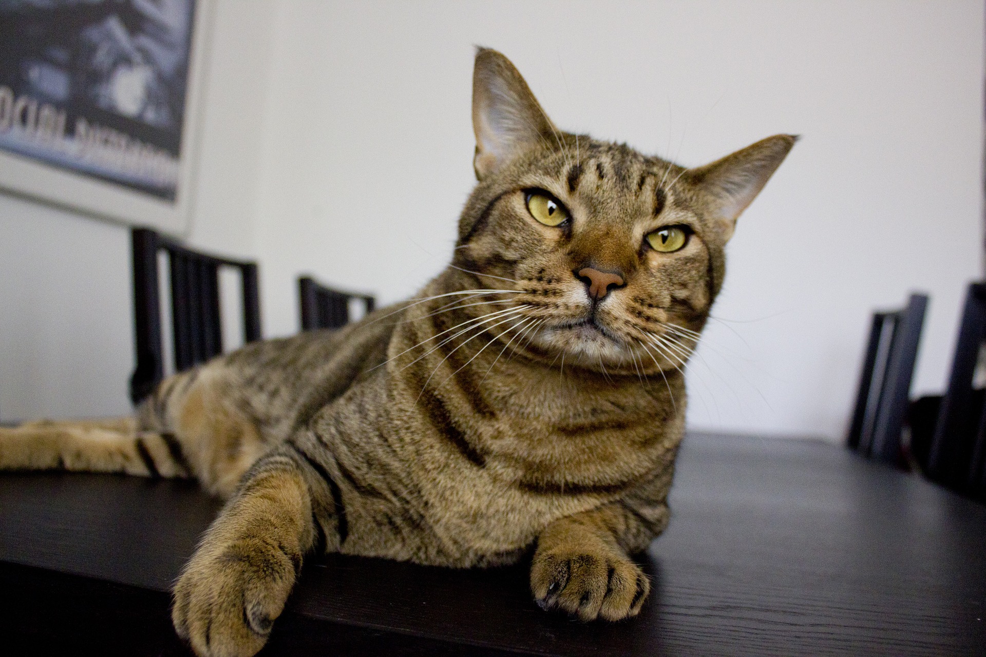 Appetitstörungen bei Katzen können durch Krankheiten und Schmerzen, aber auch durch Stress verursacht werden.