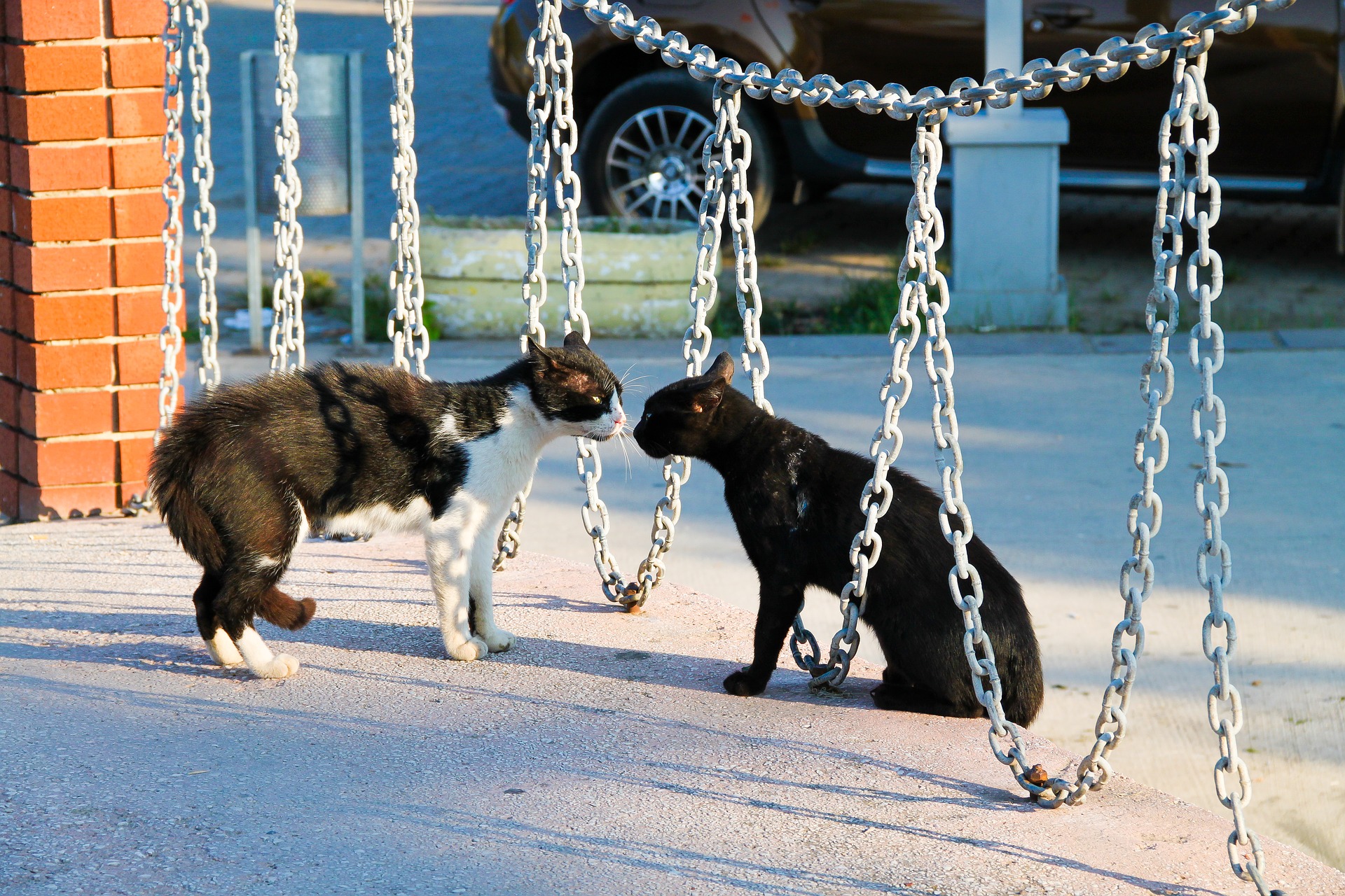 Die Paarung von Katzen sollte langsam und schrittweise erfolgen, wobei die Prinzipien der Isolation mit der Sozialisation einzuhalten sind. Andernfalls wird sicherlich eine Aggression unter Katzen auftreten, z. B. auf territorialer Basis.