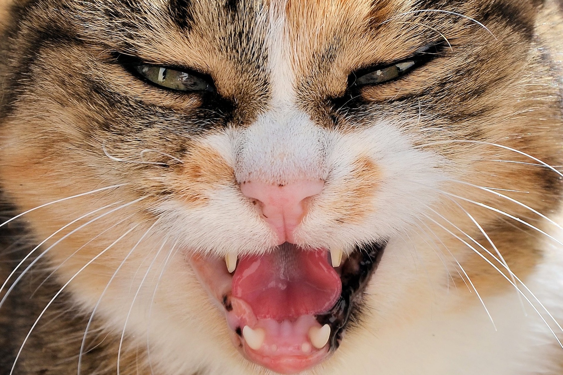 Die Aggression der Katze kann durch Schmerzen verursacht werden, z. B. während einer unentdeckten Krankheit. Es ist auch ein Zeichen für das geistige Unwohlsein der Katze.