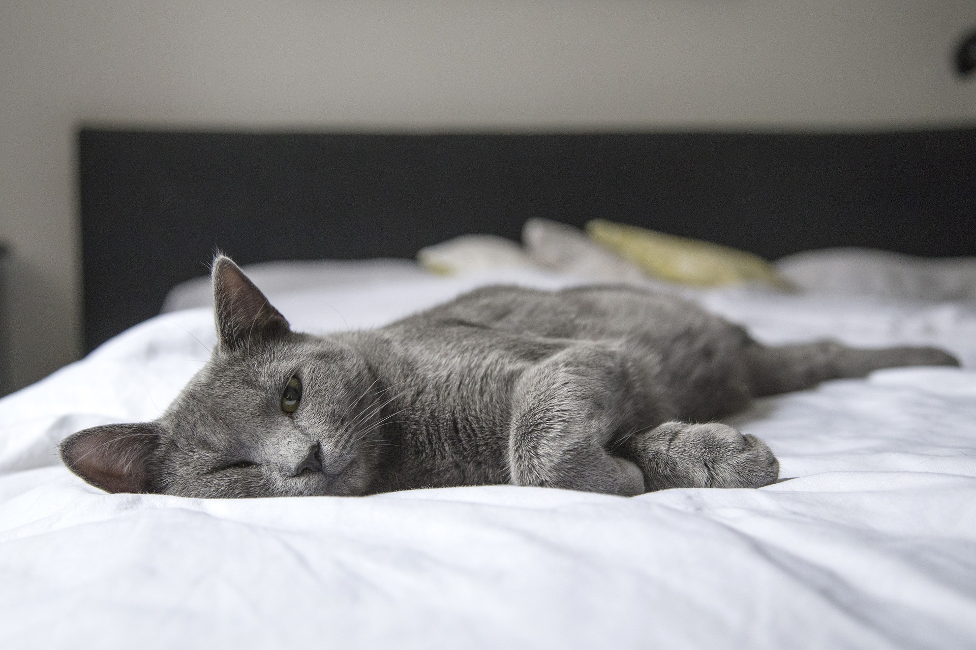 Eine Schilddrüsenüberfunktion bei Katzen kann behandelt werden. Das Wichtigste ist jedoch eine schnelle Diagnose.