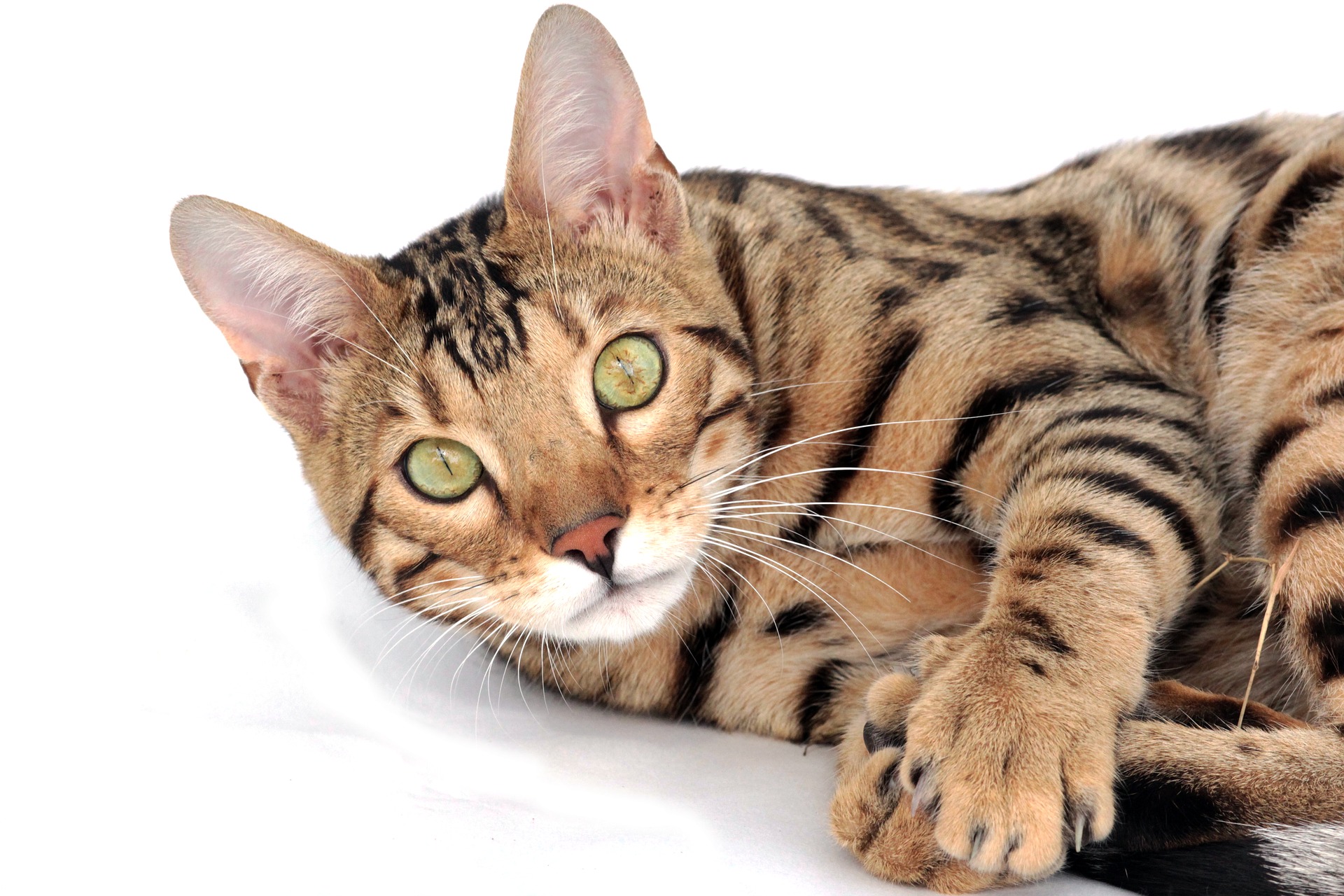 Als große Katzenrasse benötigen Bengalkatzen einen großen Kratzbaum und eine angemessene Ernährung, die reich an tierischem Eiweiß ist.