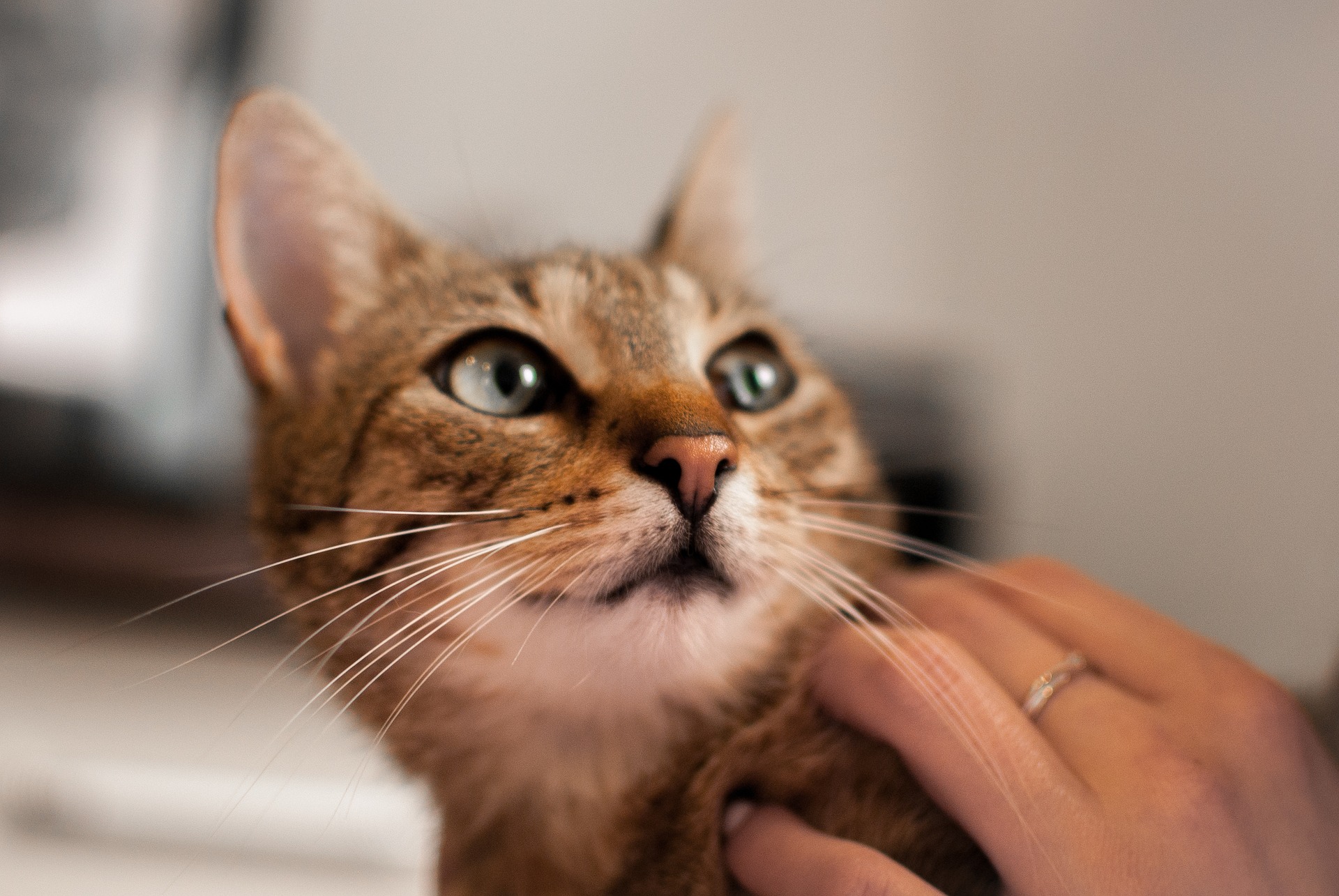 Die Verabreichung der Tablette an die Katze sollte ohne Stress und unter Berücksichtigung der Angst der Katze erfolgen.