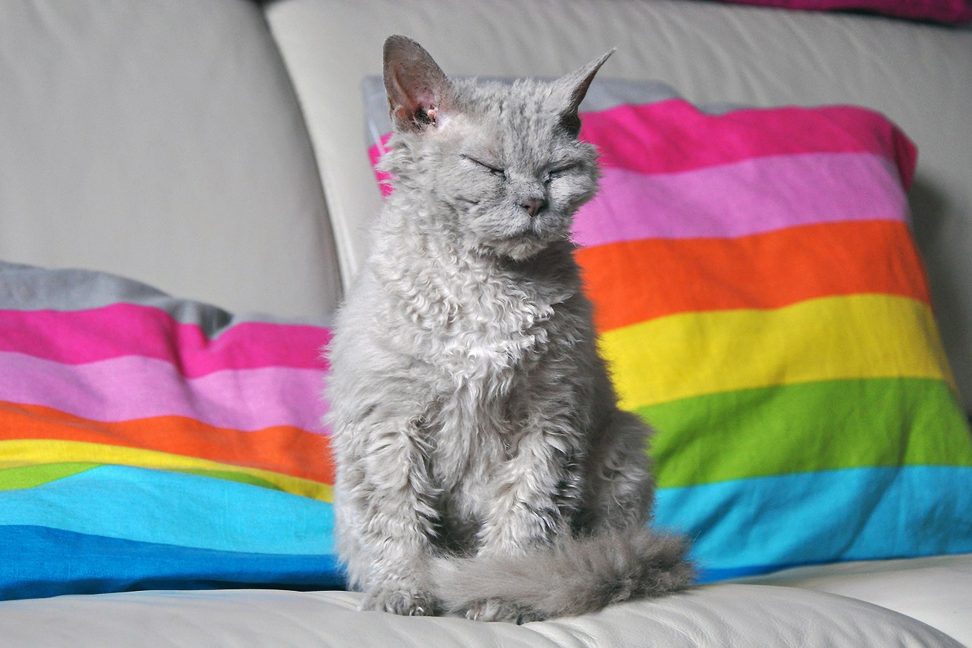 Ein charakteristisches Merkmal der Devon Rex-Katze ist das gewellte, kurze Fell und die großen Ohren auf dem relativ kleinen Kopf.