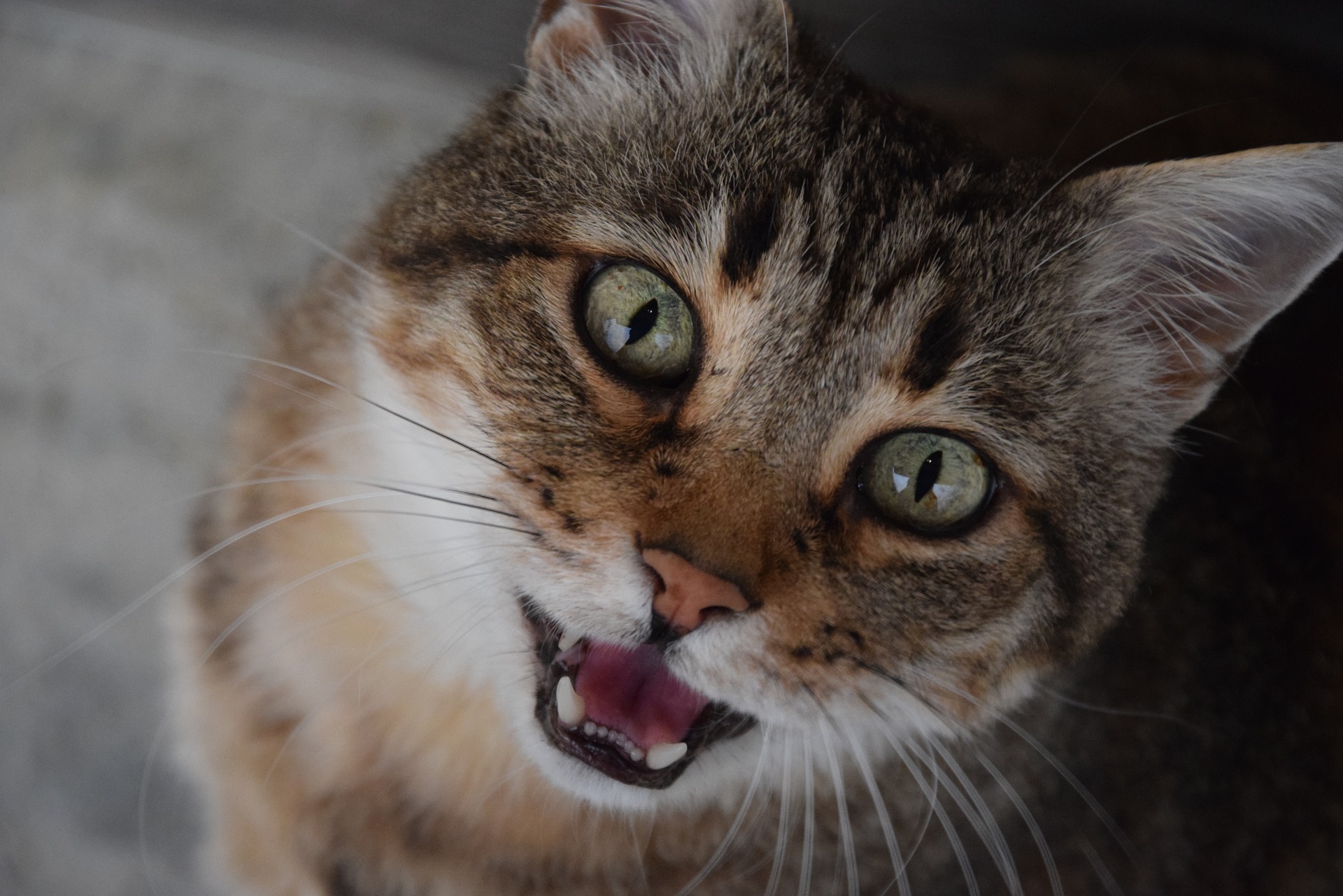 Das Miauen einer Katze kann den Wunsch nach Aufmerksamkeit, aber auch wichtige Bedürfnisse - Durst, Hunger, Schmerzen und Unwohlsein - ausdrücken. Wir sollten uns immer vergewissern, dass die Katze unsere Hilfe nicht braucht.
