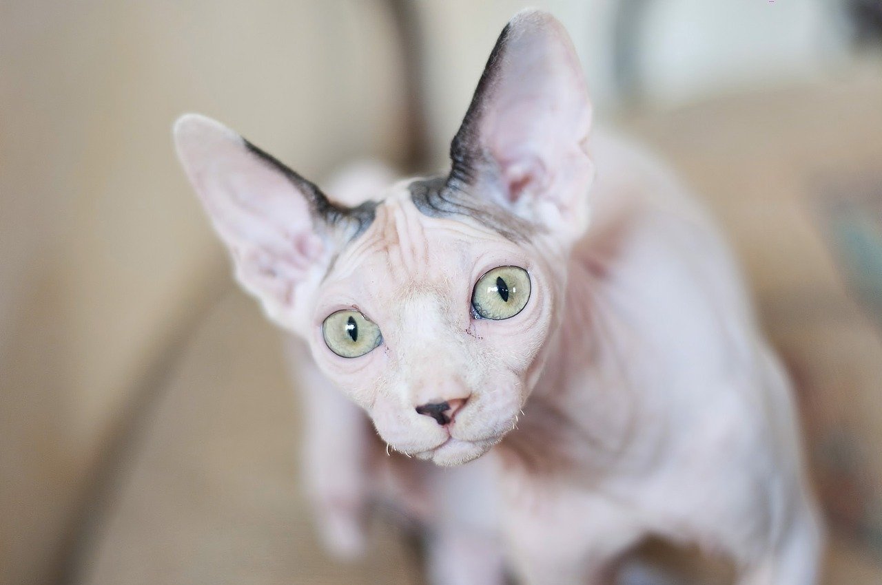 Es gibt drei Arten von Sphynx-Katzen: die Peterbald, die Danubian Sphynx und die Canadian Sphynx.