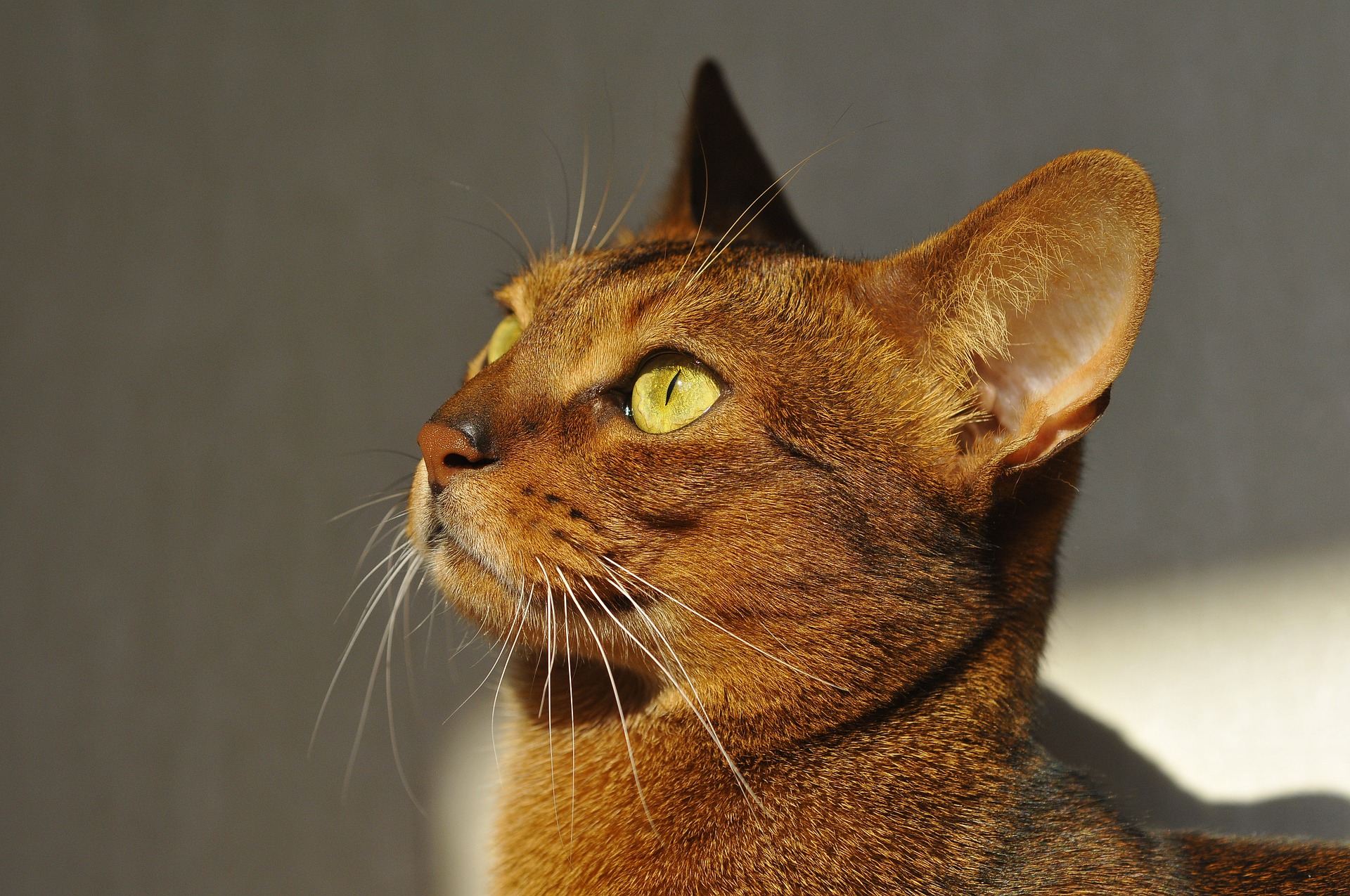 Der Kopf der Abessinierkatze ist keilförmig, die Ohren sind weit auseinander und haben einen markanten Fleck auf der Rückseite.