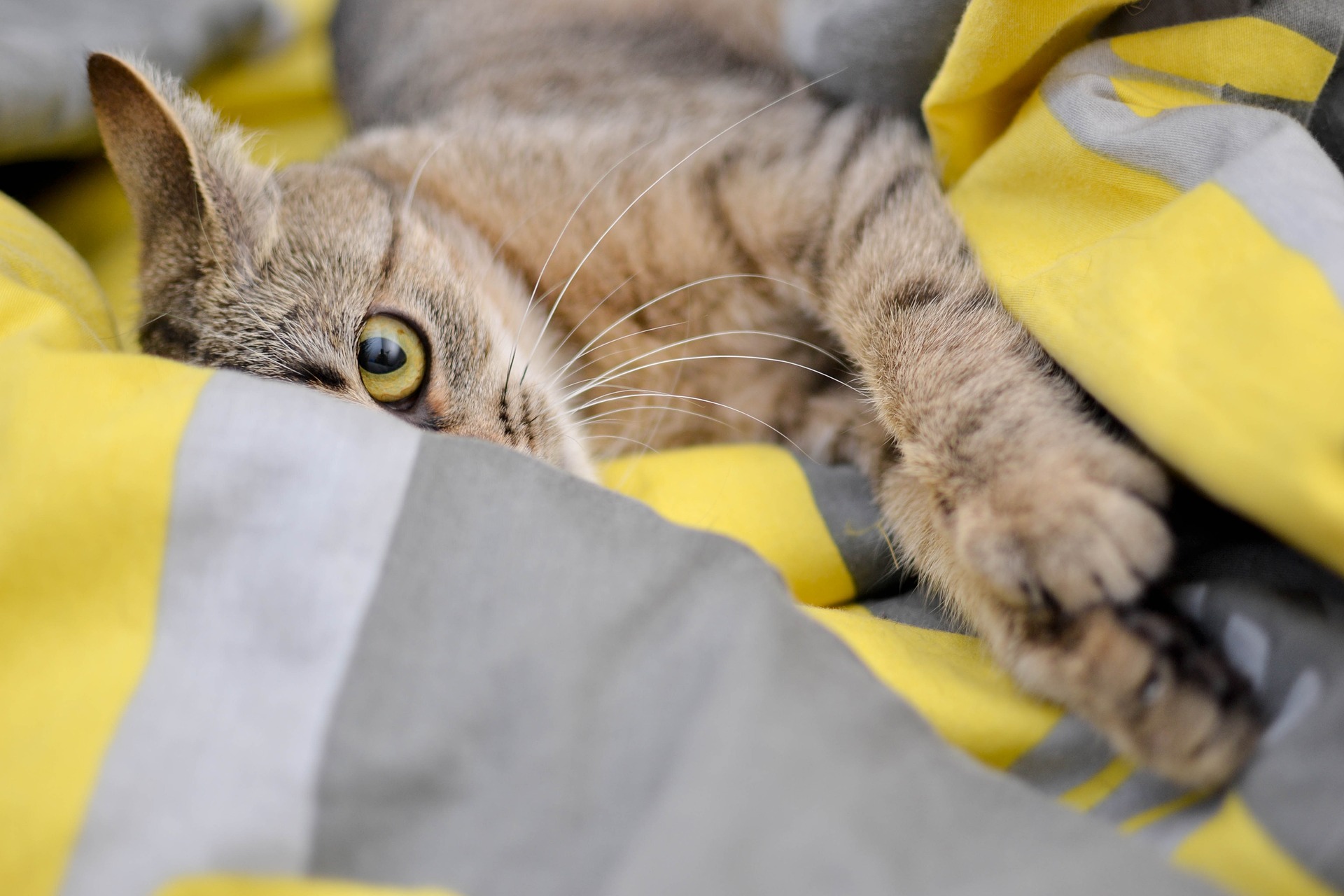 Die Sterilisation von Katzen ist ein völlig anderes Verfahren als die Kastration. Es wird empfohlen, Katzen im Alter von etwa 3 Monaten vor Beginn der Markierung und vor der ersten Hitze zu kastrieren.