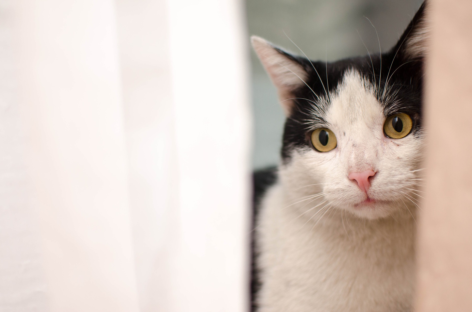 Hunger bei einer Katze führt zu schwerwiegenden gesundheitlichen Folgen, insbesondere zu schweren Fettlebererkrankungen.